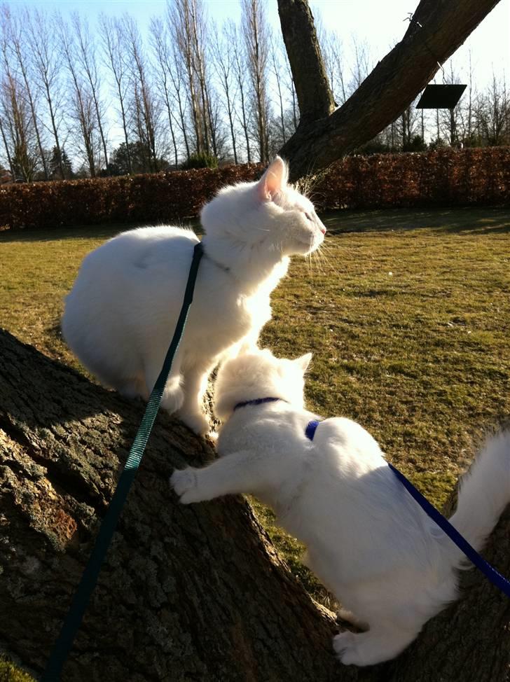 Norsk Skovkat Lilje - Her er bare skønt oppe i dette træ :-)  billede 3