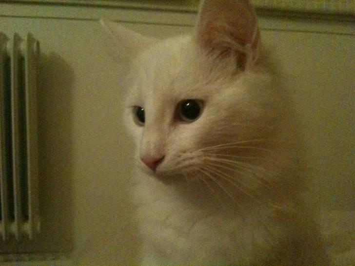 Norsk Skovkat Lilje - Bare mig :-) billede 4