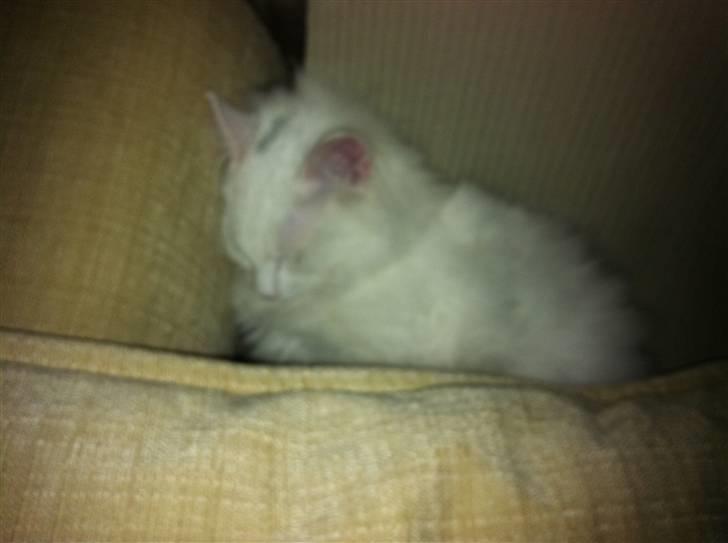 Norsk Skovkat Lilje - Jeg elsker og sove... :-) billede 5