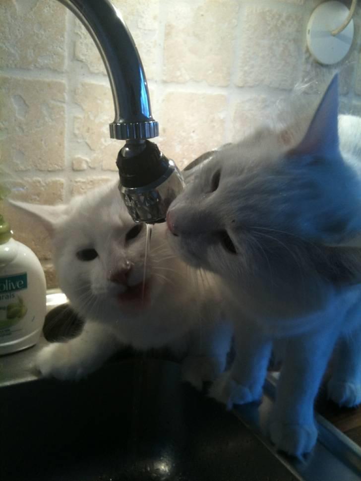 Norsk Skovkat Lilje - Hey!! der kommer vand ud af den der.. billede 6