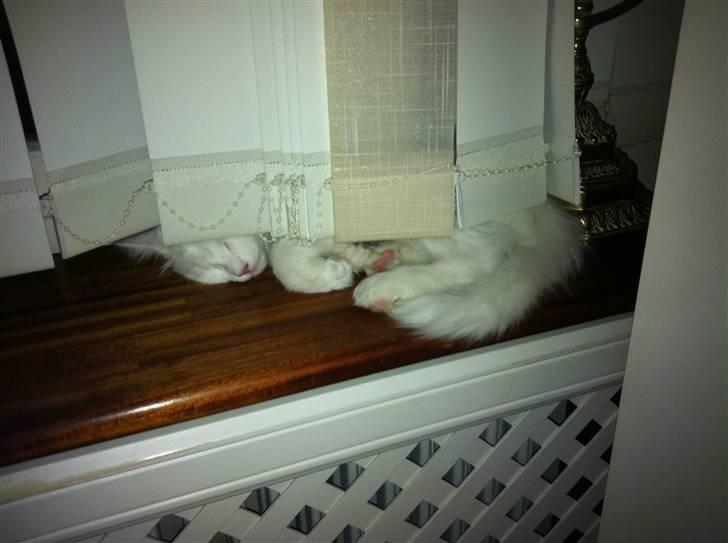 Norsk Skovkat Lilje - Bhøøøø!!! Den står på gemmeleg :-) billede 7