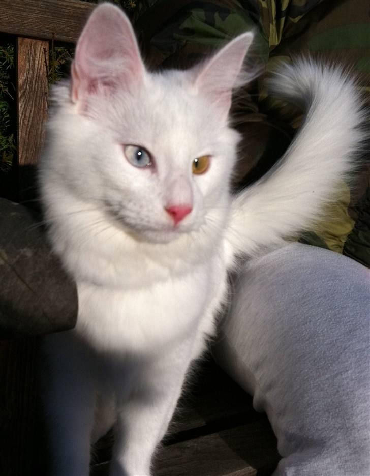 Norsk Skovkat Bella - Bella er mig :-) billede 1