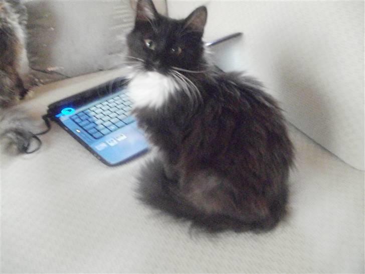 Norsk Skovkat Daisy . ER FLYTTET. - Daisy 5 mdr billede 10