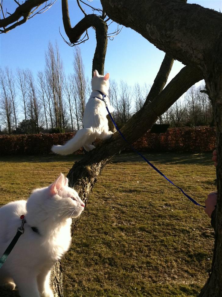 Norsk Skovkat Bella - Far jeg vil helt op på toppen af træet... Kom nu Far :-) billede 2