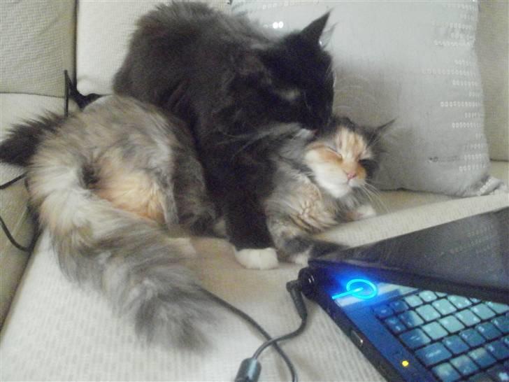 Norsk Skovkat Daisy . ER FLYTTET. - Daisy vasker Mini miv:) billede 11