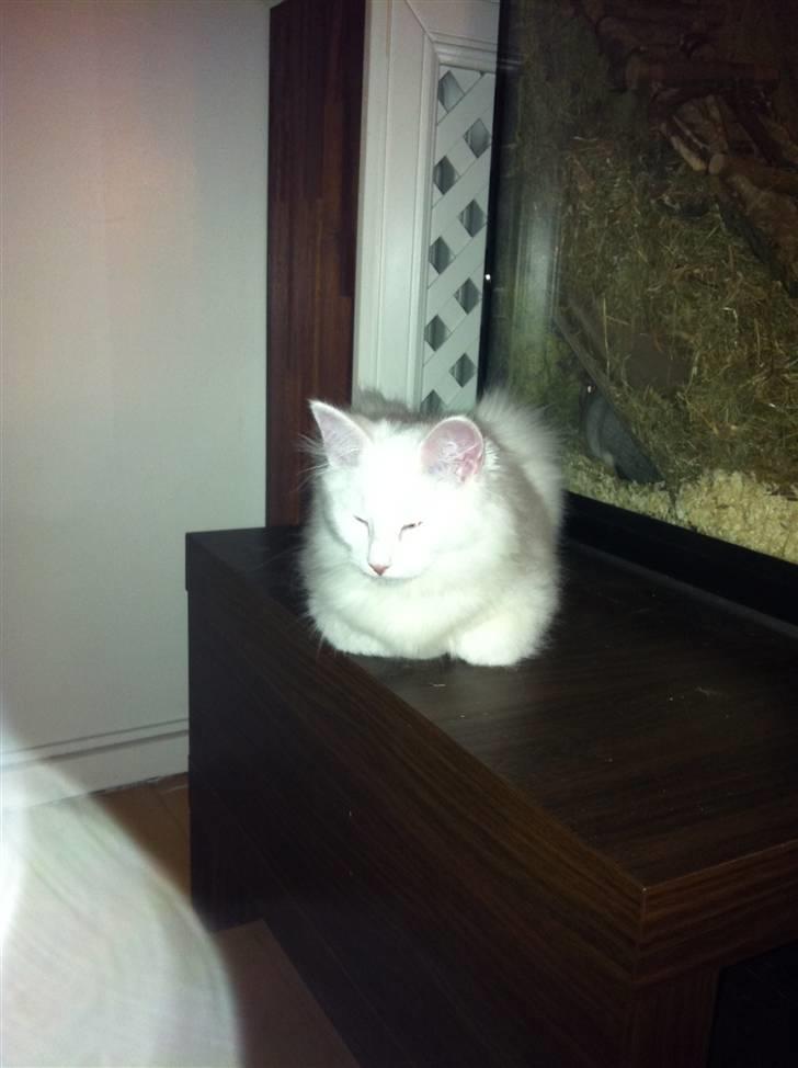 Norsk Skovkat Bella - Jeg passer på Chinchillaen...  billede 3