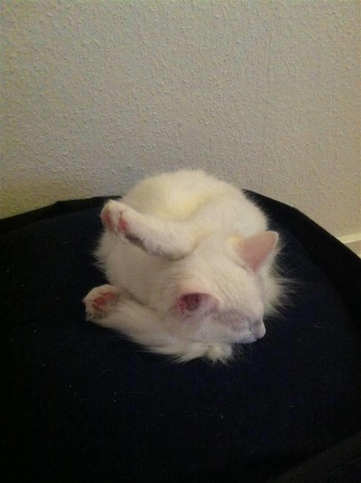 Norsk Skovkat Bella - Jeg var trætt...  billede 4