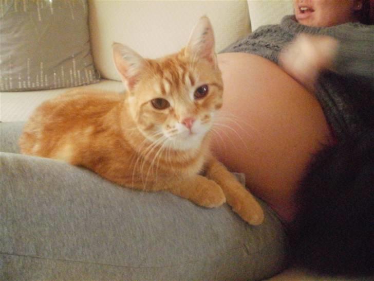 Blanding af racer Mathias - Mathias 10mdr:) billede 11