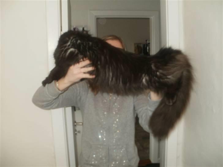 Blanding af racer Sandy Sov sødt min pige billede 12