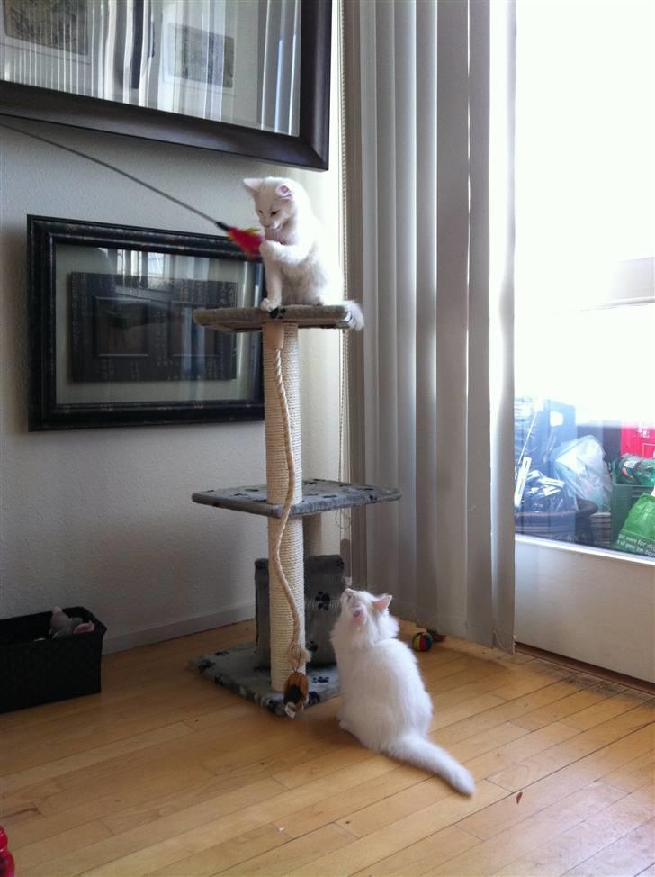 Norsk Skovkat Bella - Gi mig den, jeg vil såååååååååå gerne lege med den farved ting der... billede 5