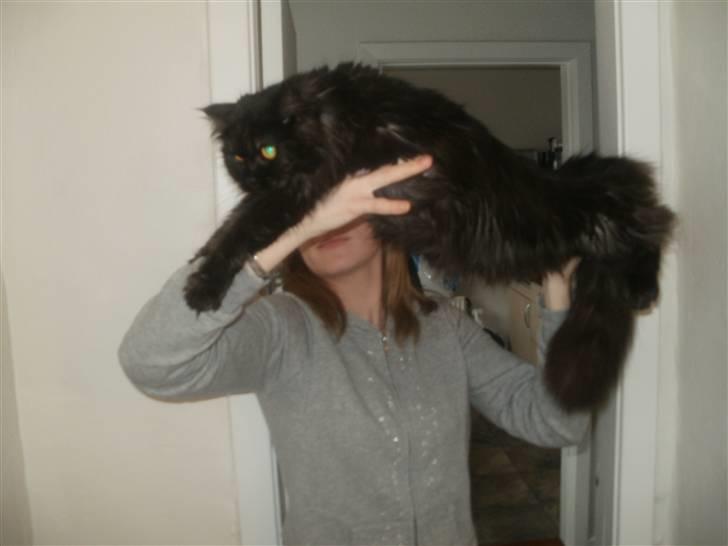 Blanding af racer Sandy Sov sødt min pige - d.14/3-2011 billede 13