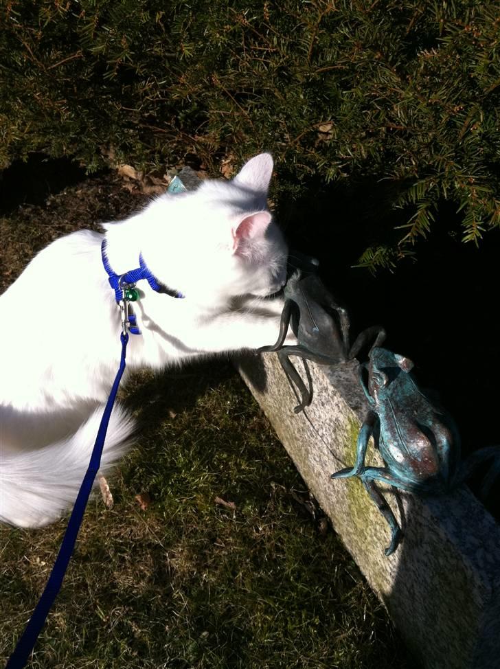 Norsk Skovkat Bella - Et kys på en frø og prins der vil komme ;-) billede 6