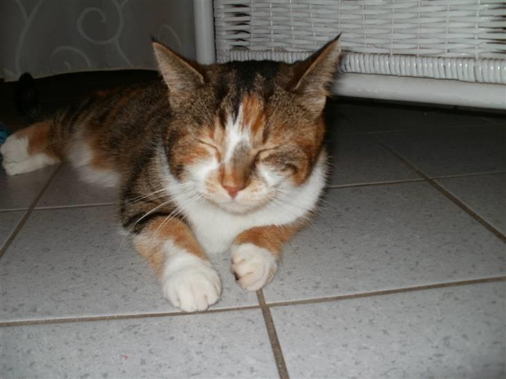 Huskat Mulle R.I.P billede 1