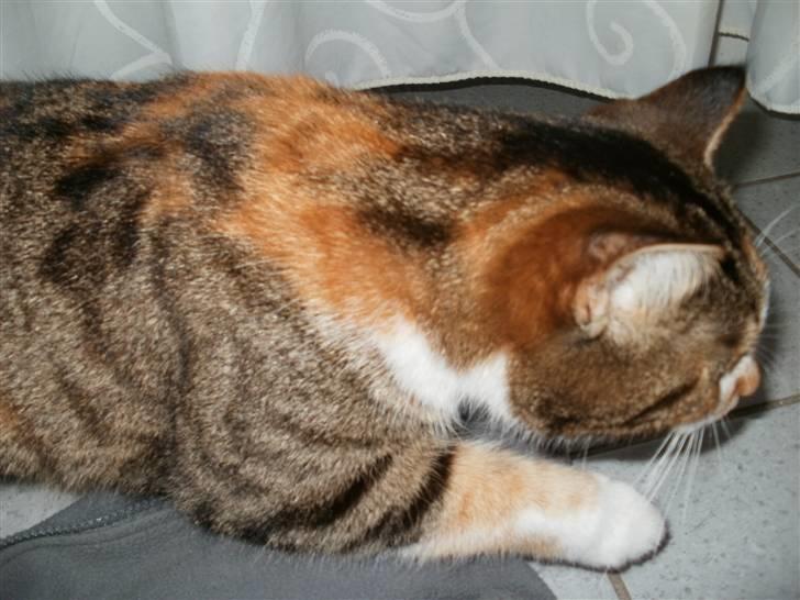 Huskat Mulle R.I.P billede 2