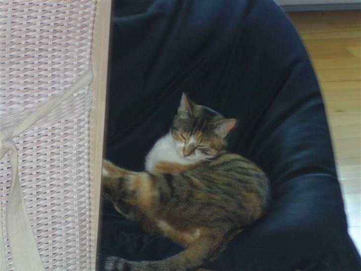 Huskat Mulle R.I.P billede 3