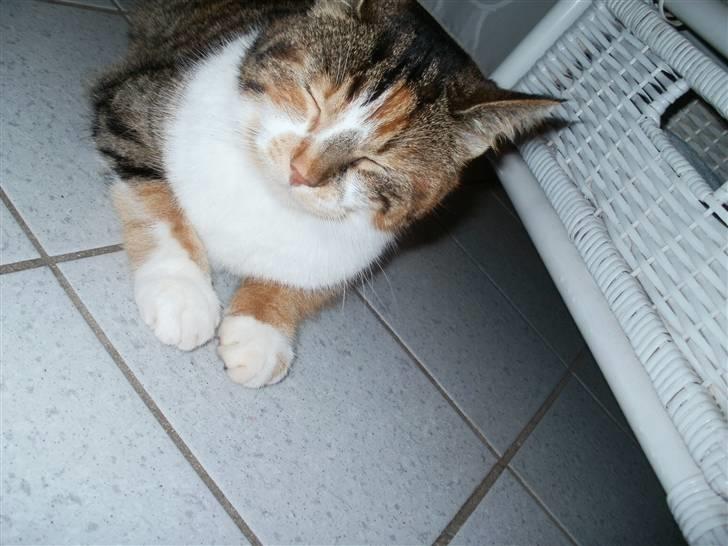 Huskat Mulle R.I.P billede 4