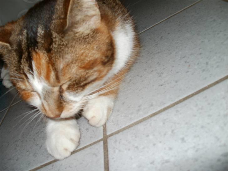 Huskat Mulle R.I.P billede 5