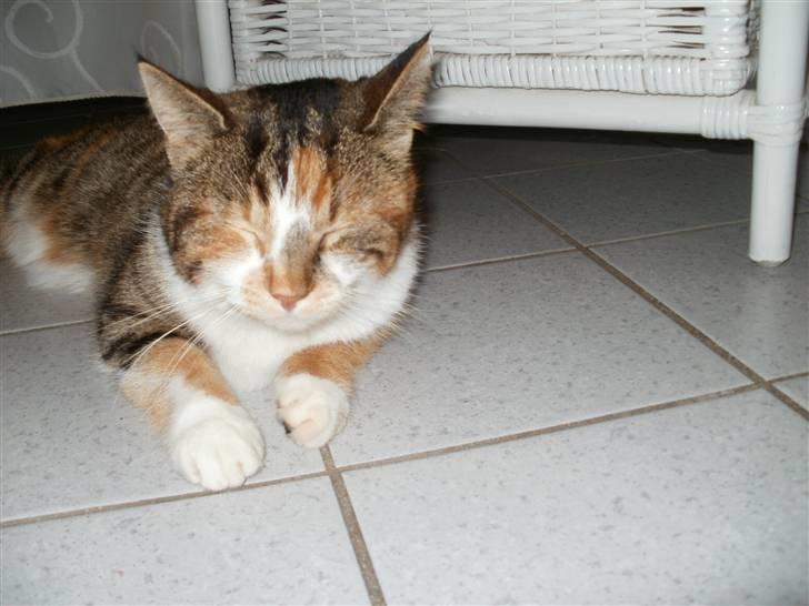 Huskat Mulle R.I.P billede 6