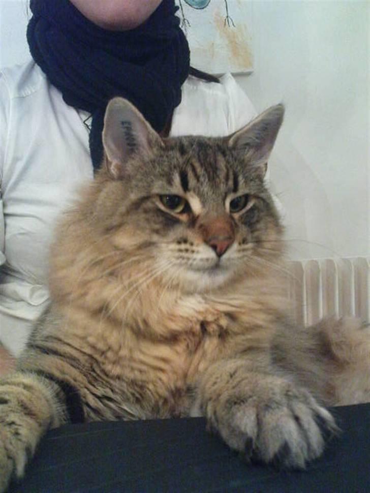 Norsk Skovkat DK Sallings Bassie  - Ludvig billede 1