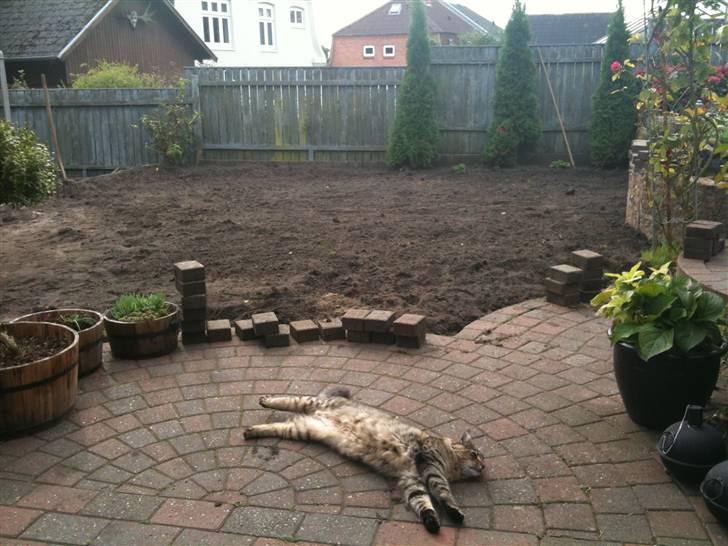 Norsk Skovkat DK Sallings Bassie  - Ludvig der er blevet træt af havearbejde billede 2