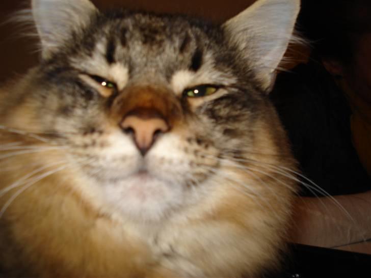 Norsk Skovkat DK Sallings Bassie  billede 3