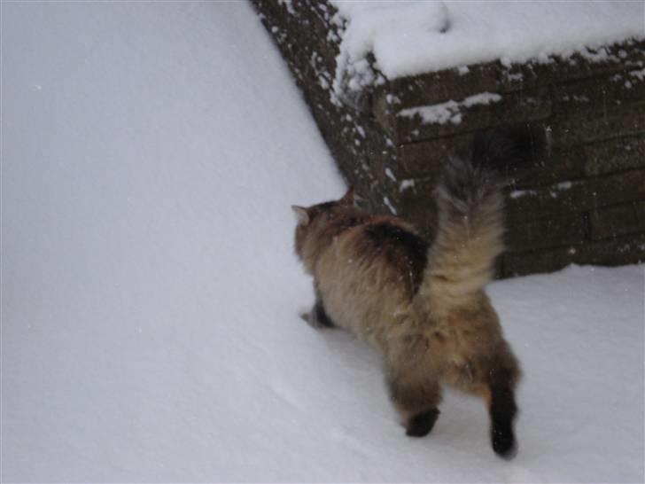 Norsk Skovkat DK Sallings Bassie  billede 4