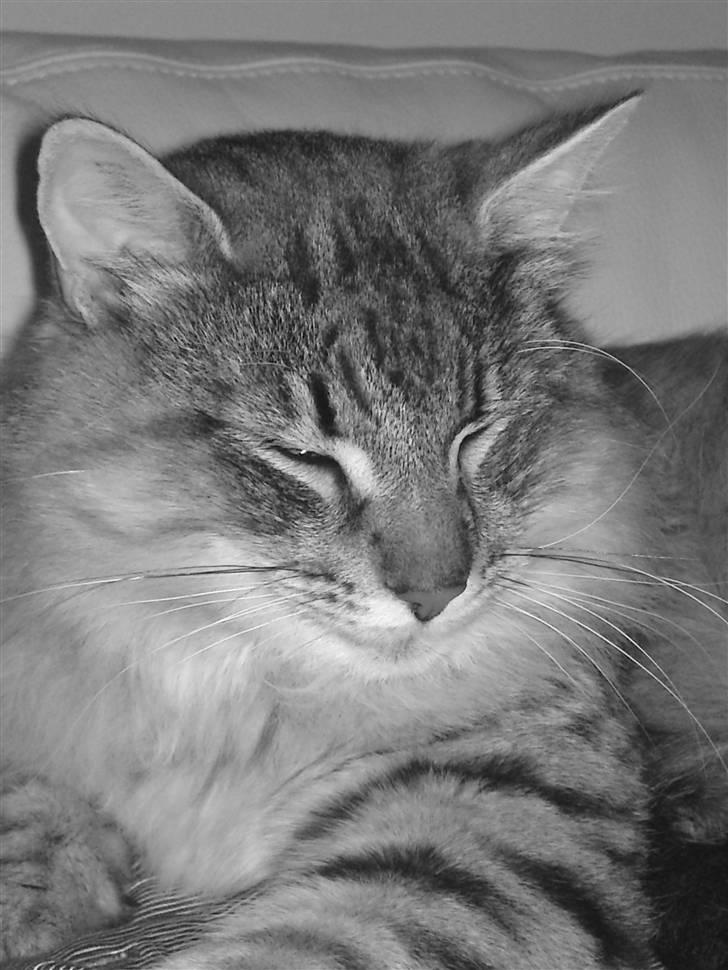 Norsk Skovkat DK Sallings Bassie  billede 5