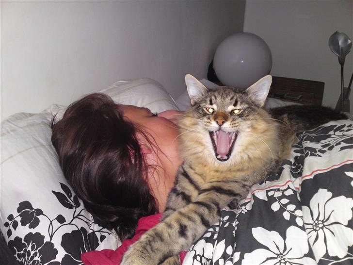 Norsk Skovkat DK Sallings Bassie  - Ludvig er lige vågnet sammen med mig... billede 6