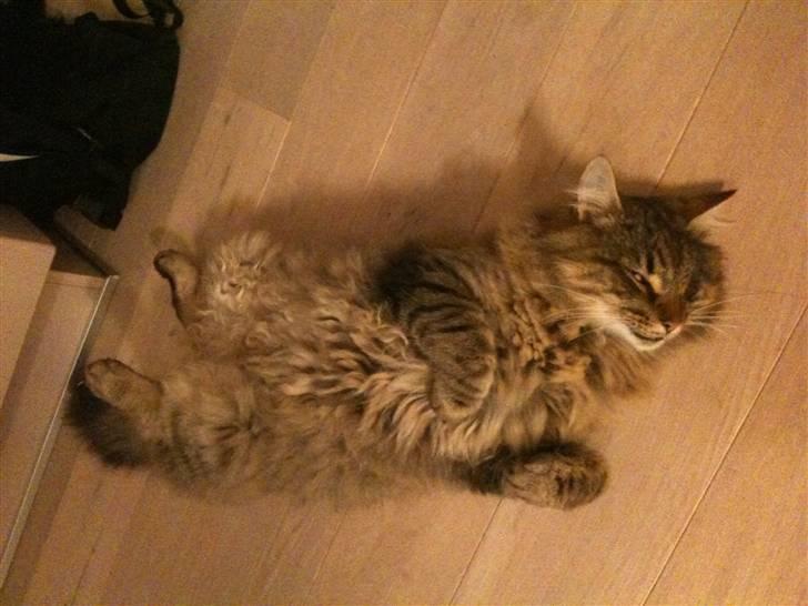 Norsk Skovkat DK Sallings Bassie  - Ludvig slapper af billede 7