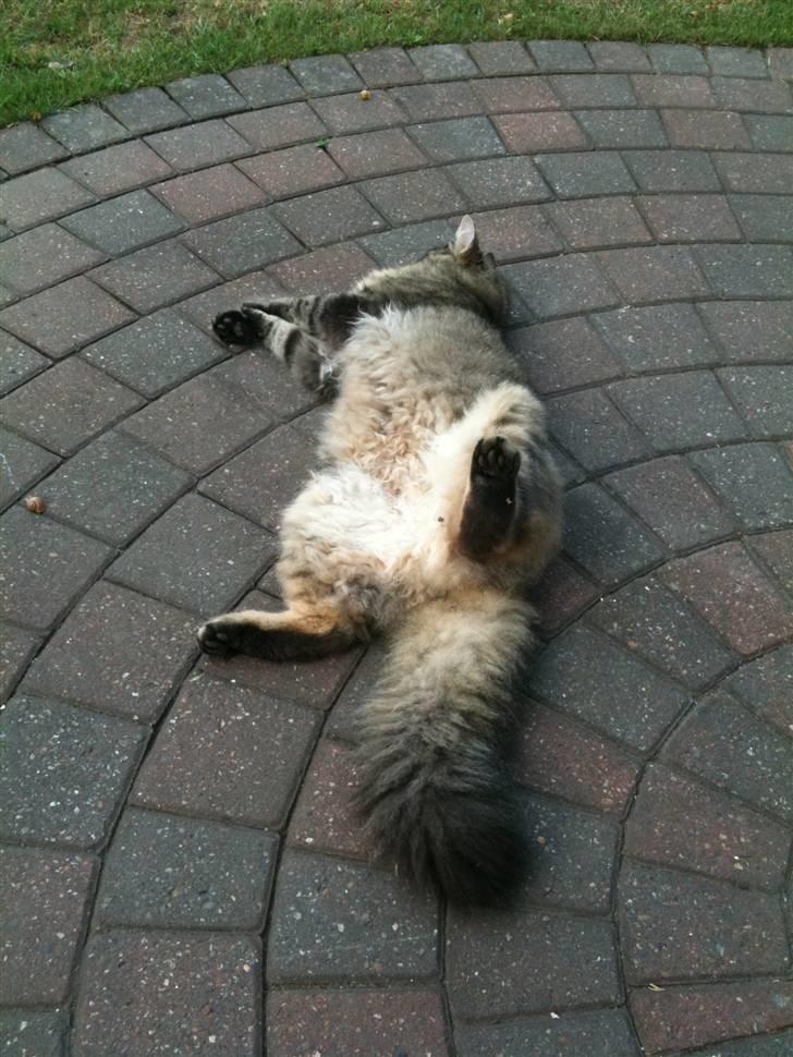 Norsk Skovkat DK Sallings Bassie  - Ludvig slapper af billede 8