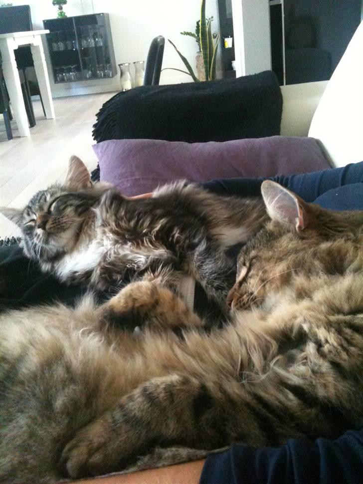 Norsk Skovkat DK Sallings Bassie  - Vores 2 katte Ludvig og Leopold billede 9
