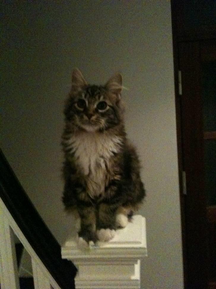 Blanding af racer Leopold - Leopold billede 1