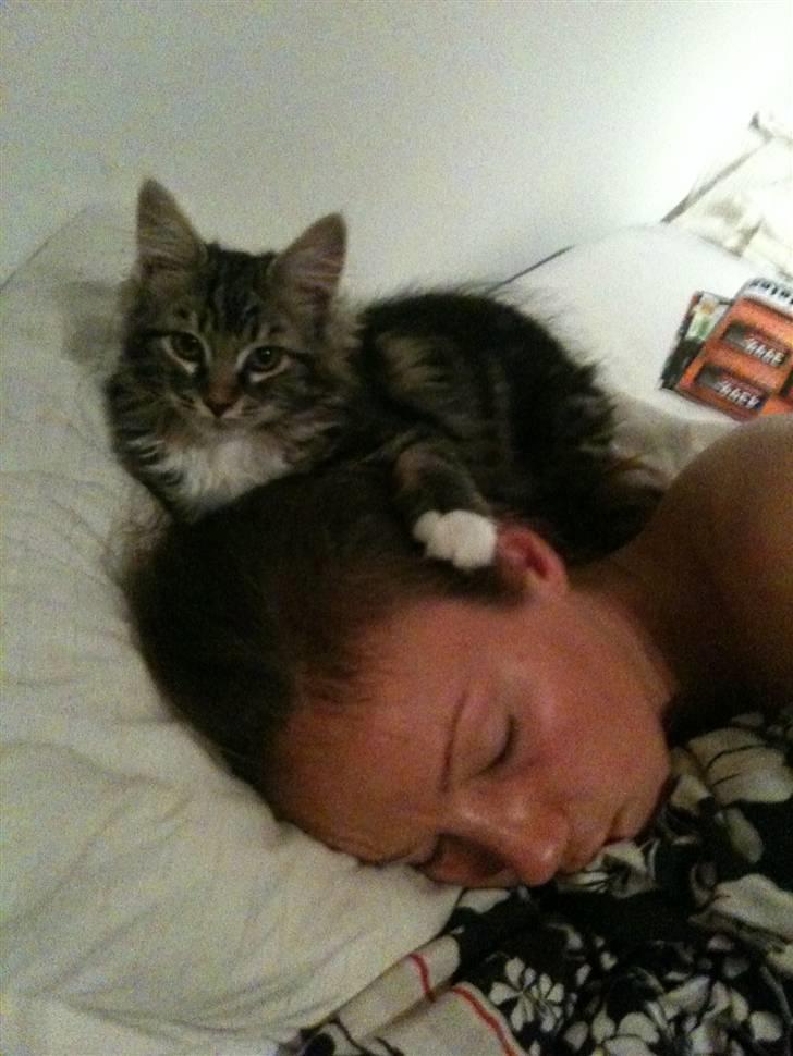 Blanding af racer Leopold - Leopold der passer på mig mens jeg sover!!! billede 2