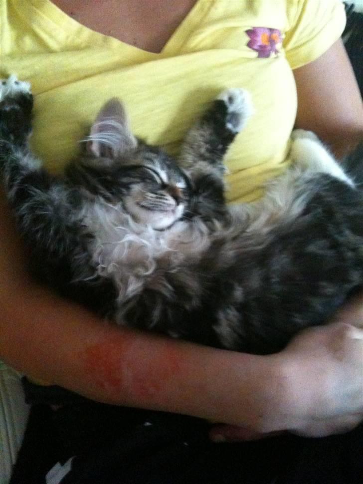 Blanding af racer Leopold - Én af de få billeder han sover billede 4