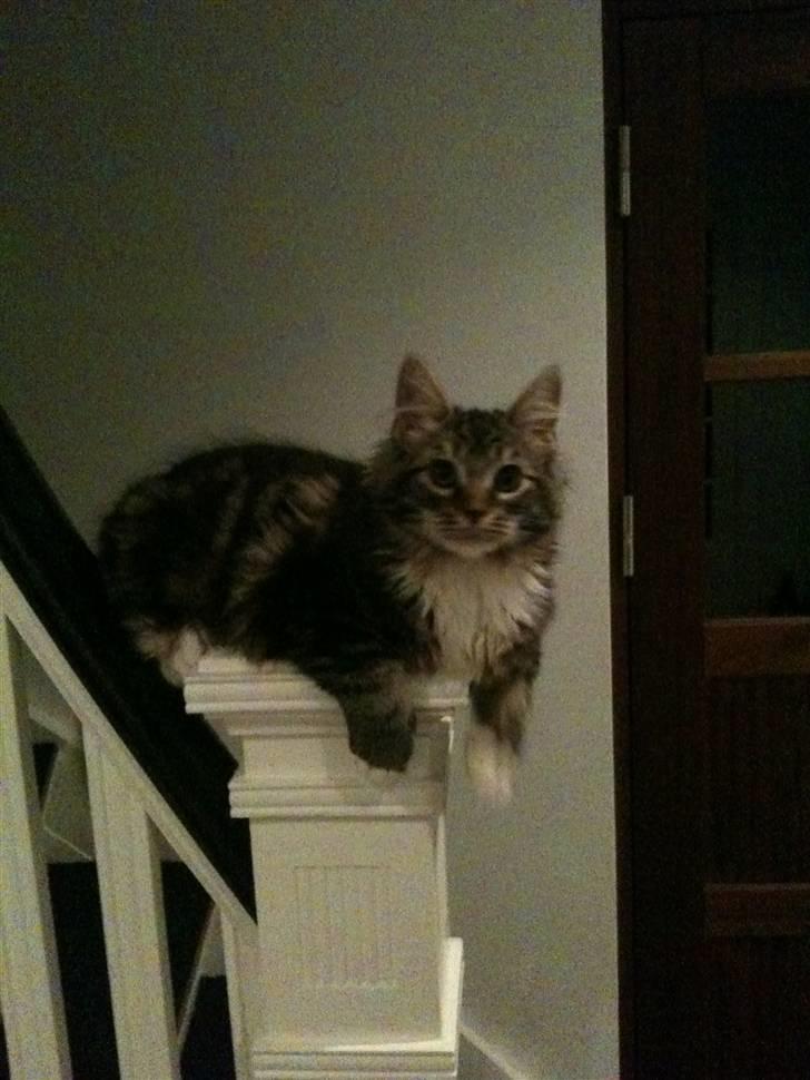 Blanding af racer Leopold - Hans ynglings plads billede 6