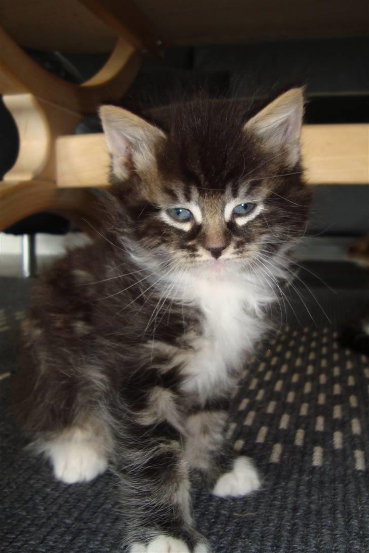 Blanding af racer Leopold - Leopold da han var meget lille.. billede 7