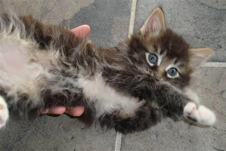 Blanding af racer Leopold billede 8