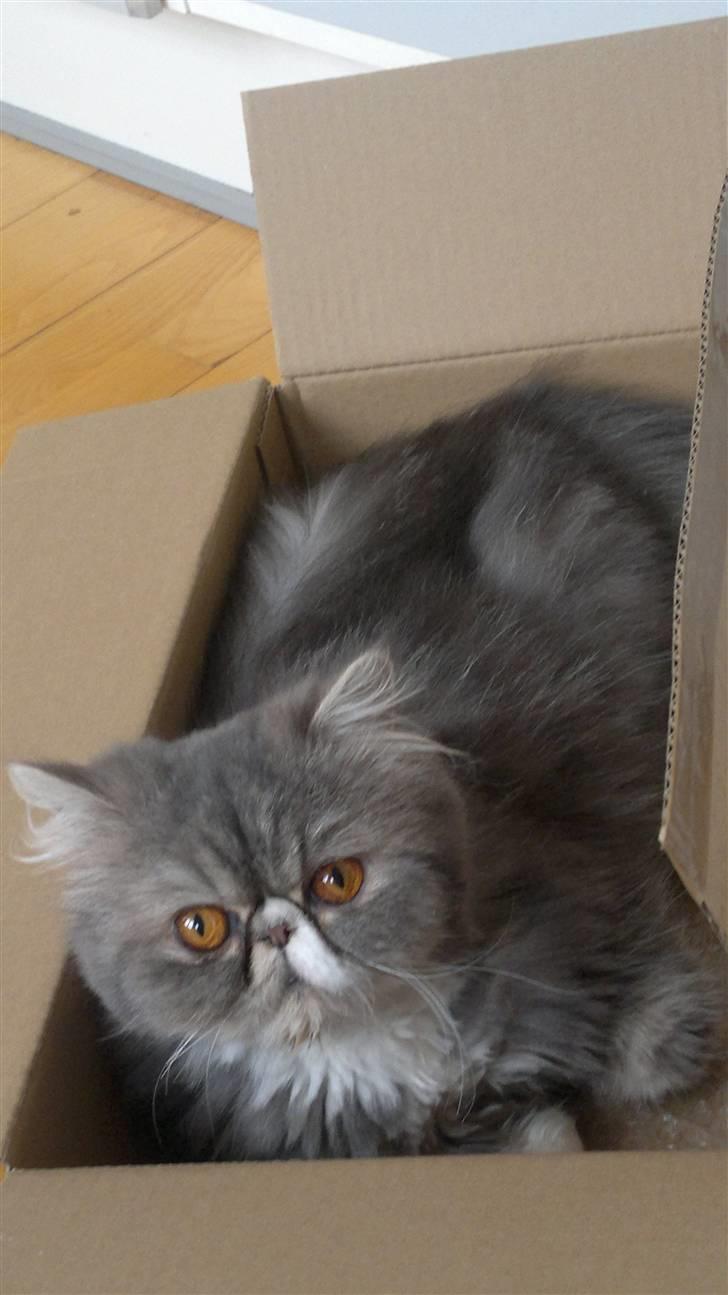 Perser SnowFlake aka. Snowi billede 14