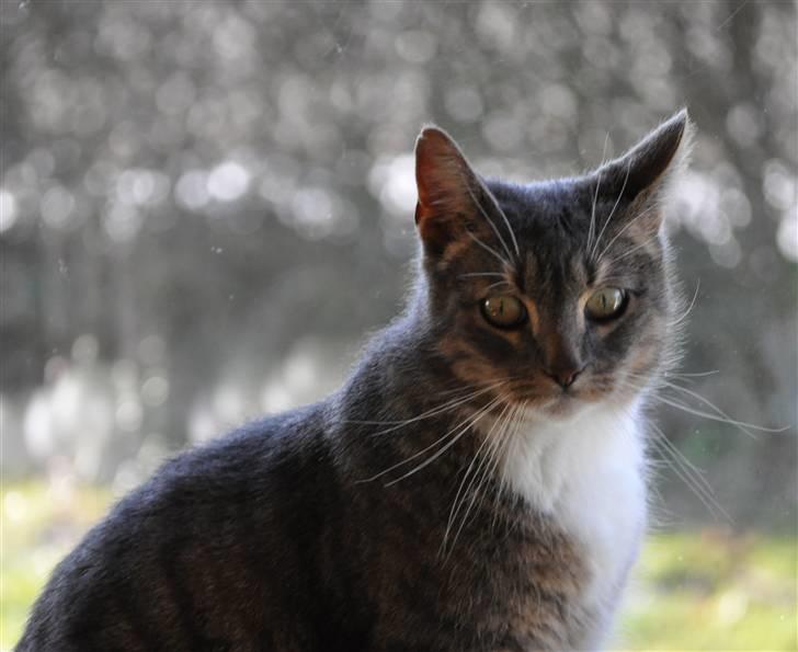 Europé Albert billede 1