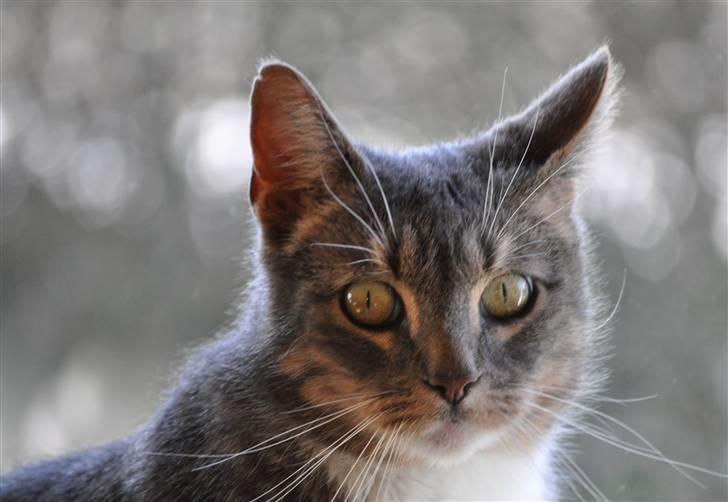 Europé Albert billede 2