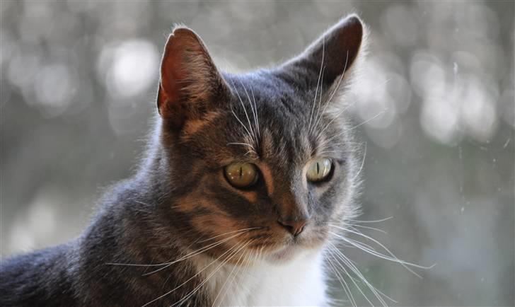 Europé Albert billede 3