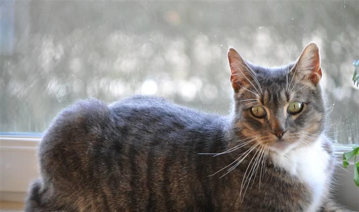 Europé Albert billede 4