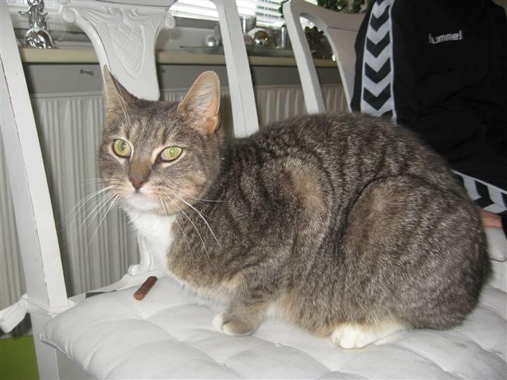 Europé Albert billede 5