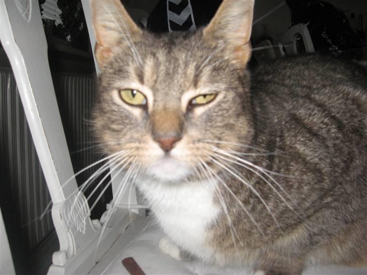 Europé Albert billede 6