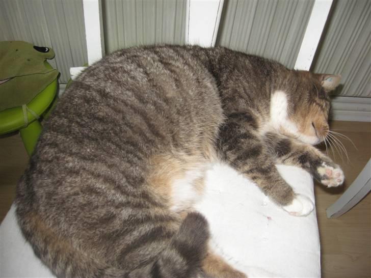 Europé Albert billede 7