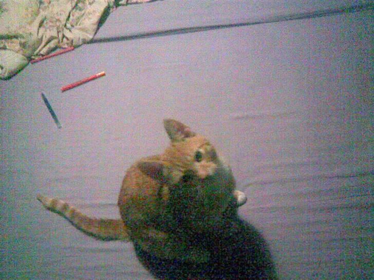 Blanding af racer Charlie billede 2