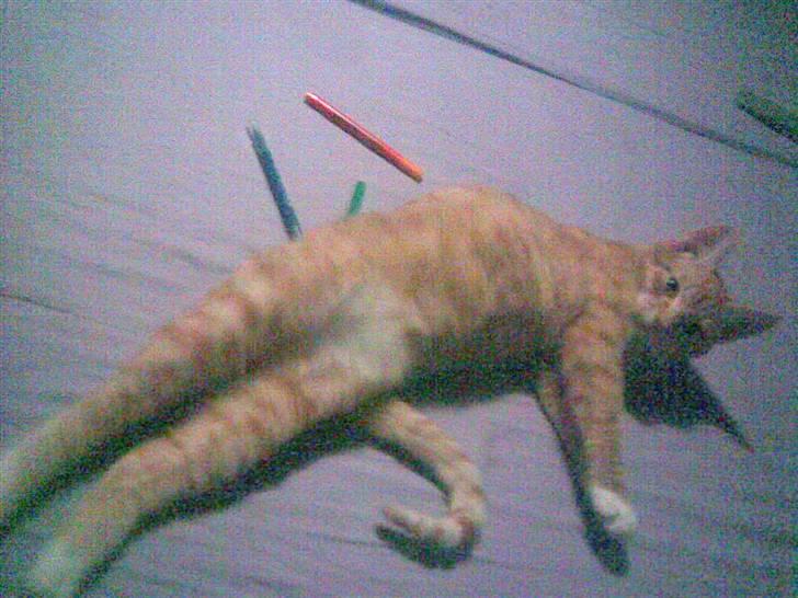 Blanding af racer Charlie billede 4