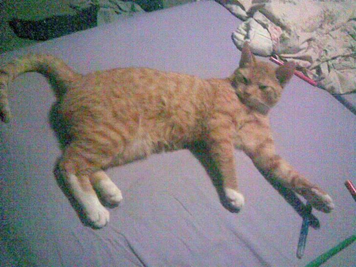 Blanding af racer Charlie billede 5