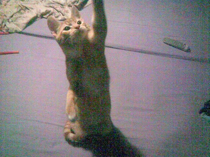 Blanding af racer Charlie billede 6