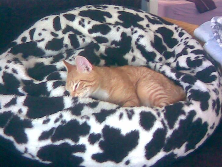 Blanding af racer Charlie billede 7